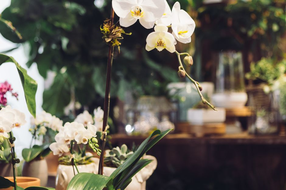 Jak přesadit orchidej, kaktus nebo monsteru: jarní návod na nejoblíbenější pokojovky
