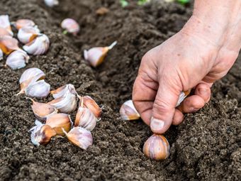 Výsadba a pěstování česneku na jaře. Užitečné rady a tipy, jak si česnek pěstovat i doma v bytě!