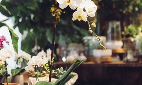 Jak přesadit orchidej, kaktus nebo monsteru: jarní návod na nejoblíbenější pokojovky