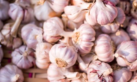 Podzimní výsadba česneku: návod na pěstování česneku na zahrádce i doma v truhlíku